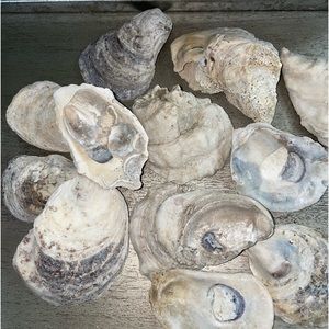 Crafting Natural Oyster Shells 13 multiple shapes and sizes Random